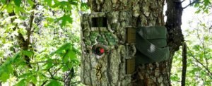 Best Trail Cameras