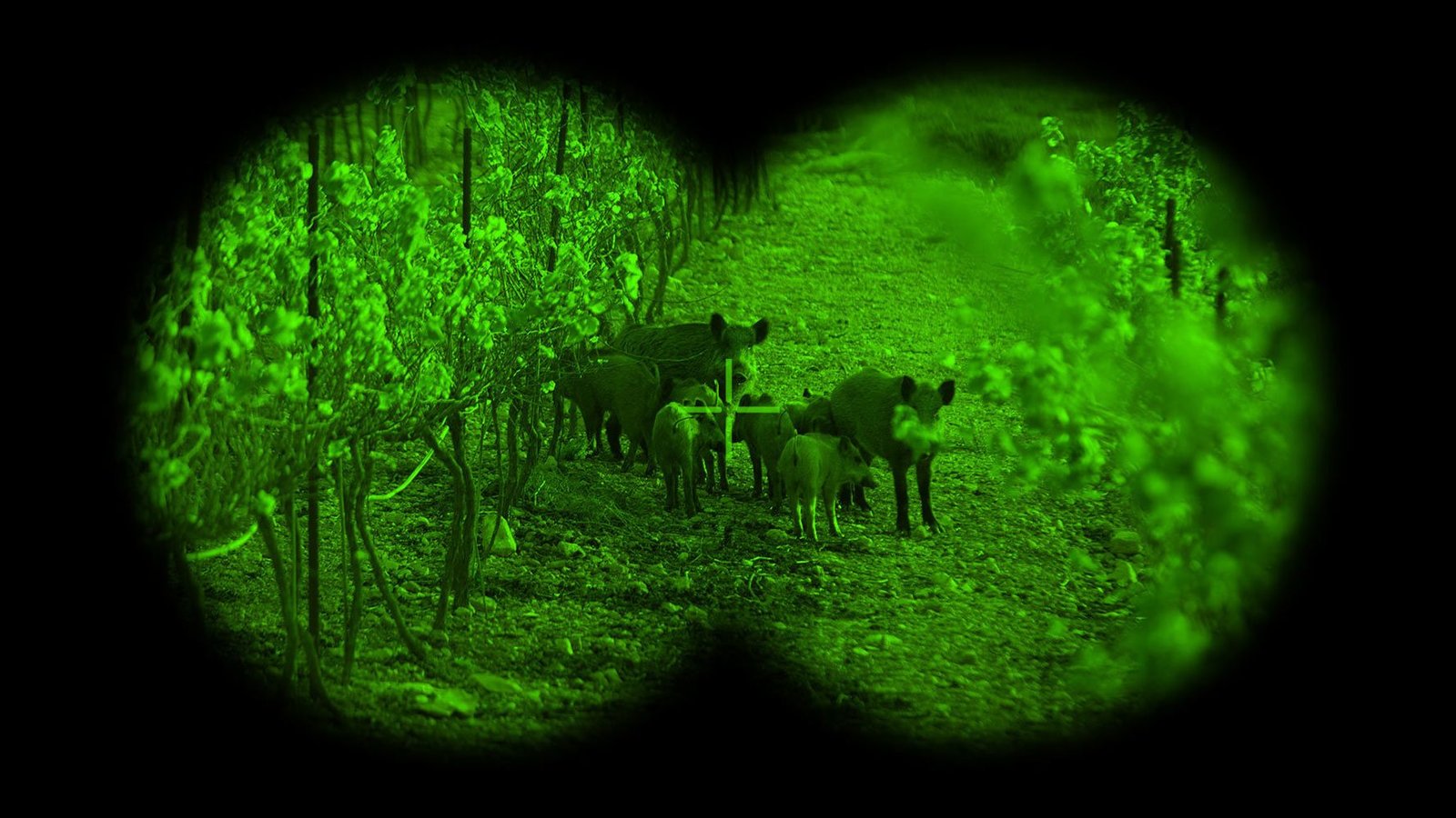 How do night vision goggles work?